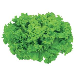 Alface Crespa Matsuda Hidropônica Alface Crespa Matsuda Hidropônica