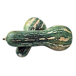 Abóbora Paulista Abóbora Paulista