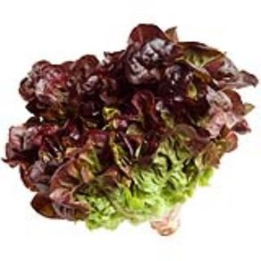 Alface Roxa Aguena Maço Alface Roxa Aguena Maço