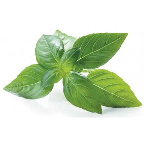 Manjericão Aguena Maço Manjericão Aguena Maço