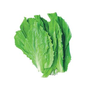 Almeirão Aguena Almeirão Aguena