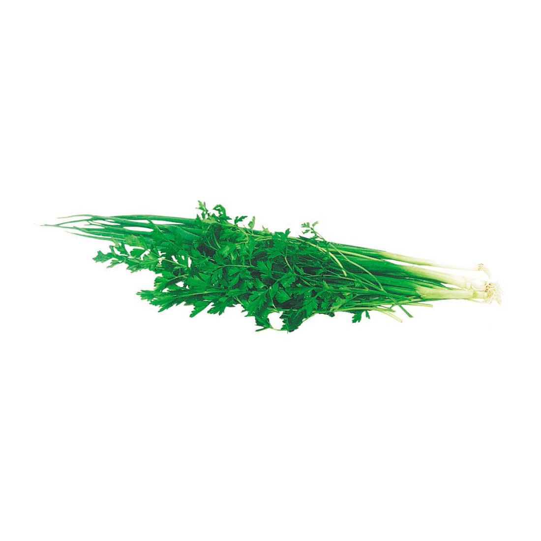 Cheiro Verde Aguena Maço