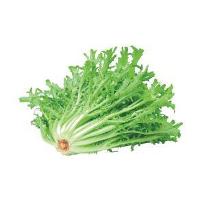 Chicória Aguena Maço Chicória Aguena Maço