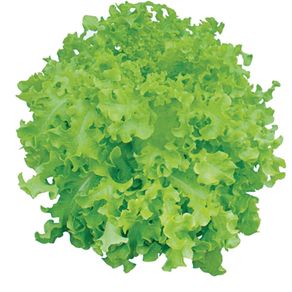 Alface Mimosa Aguena Alface Mimosa Aguena