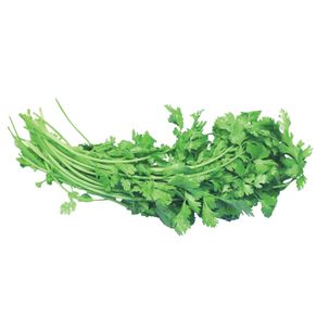 Coentro Aguena Maço Coentro Aguena Maço