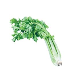 Salsão Aguena Salsão Aguena