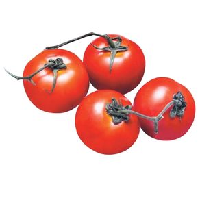 Tomate-Holandes Tomate-Holandes