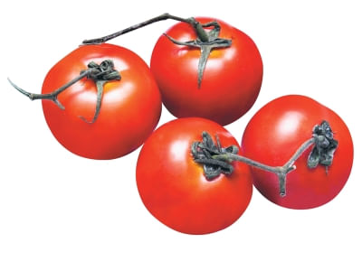 Tomate Holandês a Granel