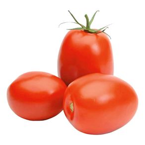 Tomate-Italiano Tomate-Italiano