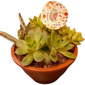 7890291269155 7890291269155