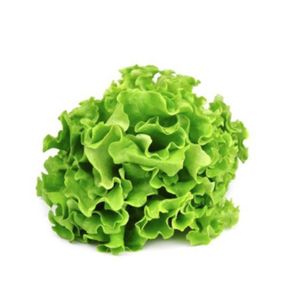 alface-mimosa alface-mimosa