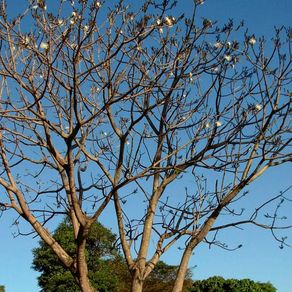 25-imbirucu 25-imbirucu