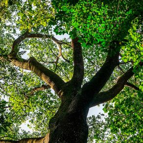34-jequitiba-branco 34-jequitiba-branco