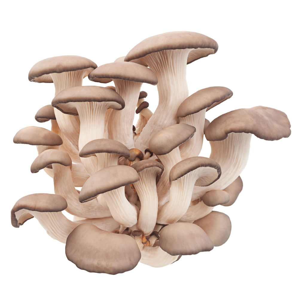 Cogumelo Shimeji Preto Fábrica dos Cogumelos 200g COGUMELO.SHIMEJI FABR.COGUMELO 200G PTO.